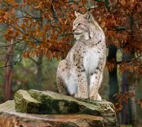 Пазл Осенний лес