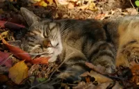 Пазл Осенний сон