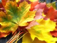 Пазл Осенний букет