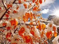 Пазл Осенний снегопад