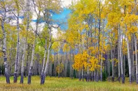 Пазл Осенняя роща