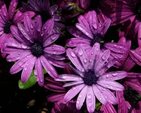 Пазл Остеоспермум