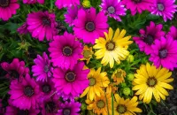 Пазл Остеосперум