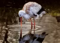 Пазл Отражение