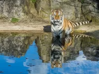 Пазл Отражение в воде