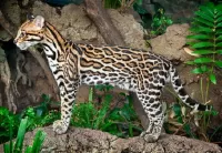 Пазл Оцелот