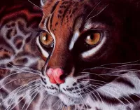 Пазл Оцелот 