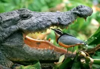 Пазл Отважная птица