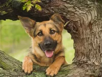 Пазл Овчарка и дерево