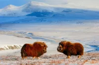 Пазл Овцебыки