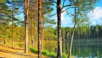 Пазл Озеро в лесу