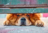 Пазл Ожидание