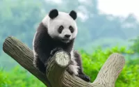 Пазл Панда