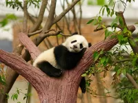 Пазл Панда отдыхает