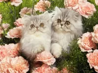 Пазл Кошачья пара