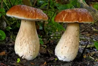 Пазл Пара боровиков