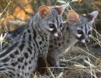 Пазл Пара генет