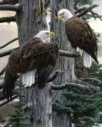 Пазл Пара орланов