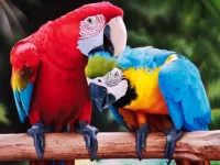 Пазл Пара попугаев