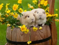 Пазл Пара свинок