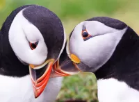 Пазл Пара тупиков