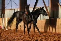 Пазл Пара вороных