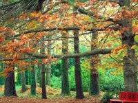 Пазл Парк скамейка