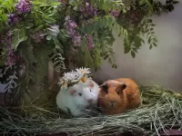 Пазл Парочка