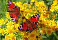 Пазл Парочка бабочек