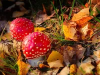 Пазл Парочка мухоморов