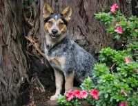 Пазл Пастушья собака 