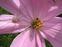 Пазл Паучок