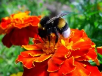 Пазл Шмель за работой