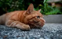 Пазл Печальный кот