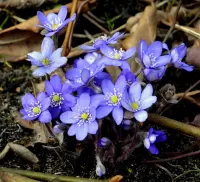 Пазл Печёночница