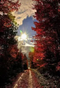 Пазл Пейзаж