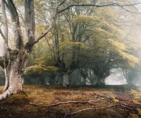 Пазл Пейзаж