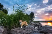 Пазл Пейзаж с котом