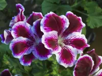 Пазл Пеларгония