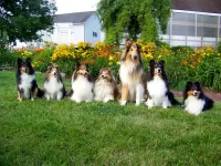 Пазл Перекличка