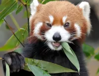 Пазл Перерыв на обед