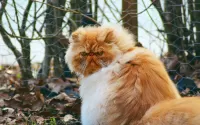 Пазл Персидский кот