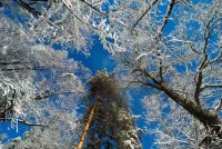 Пазл Перспектива