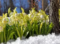 Пазл Первые цветы