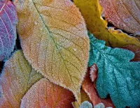 Пазл Первый иней