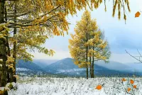 Пазл Первый снег