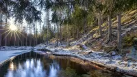 Пазл Первый снег в лесу