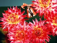 Пазл Первый звонок