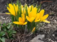 Пазл Первоцвет