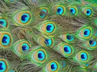 Пазл Перья павлина